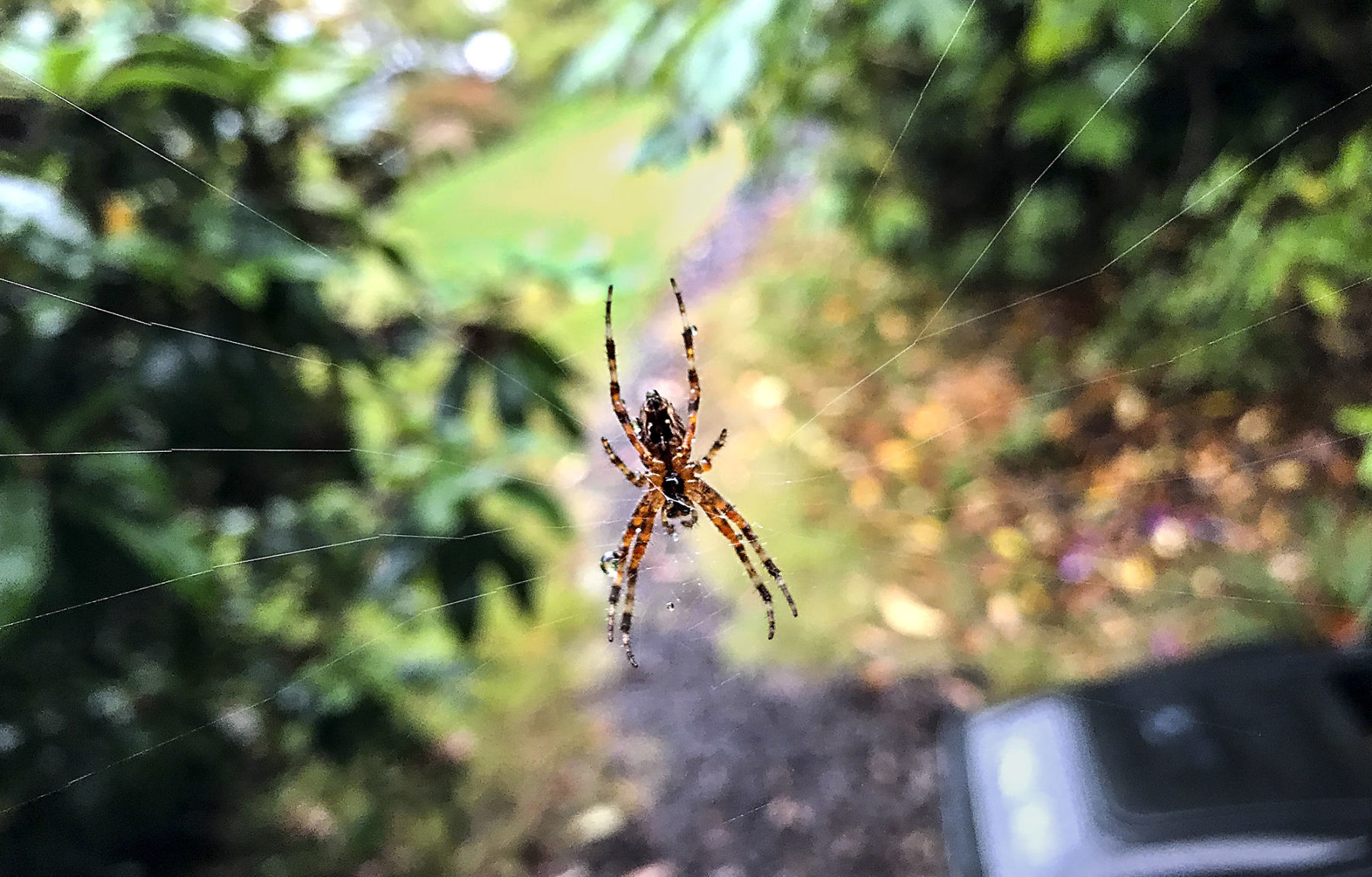 A spidery surprise